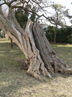 yamadori big bonsai
